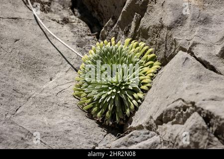 Pyrenean Saxifrage (Saxifraga longifolia), Biescas, Spanish Pyrenees Stock Photo