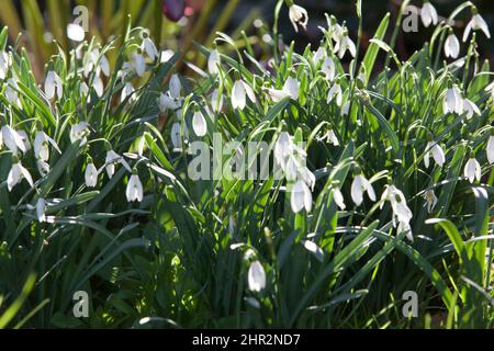 Sunny but cold weather in February, winter flowers illuminated in a London garden. Snowdrops and hellebores give interest to a late winter flowerbed. Stock Photo