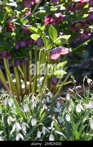 Sunny but cold weather in February, winter flowers illuminated in a London garden. Snowdrops and hellebores give interest to a late winter flowerbed. Stock Photo