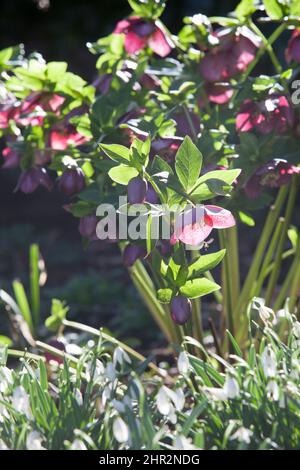 Sunny but cold weather in February, winter flowers illuminated in a London garden. Snowdrops and hellebores give interest to a late winter flowerbed. Stock Photo