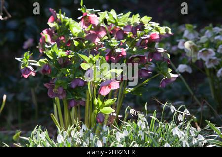 Sunny but cold weather in February, winter flowers illuminated in a London garden. Snowdrops and hellebores give interest to a late winter flowerbed. Stock Photo