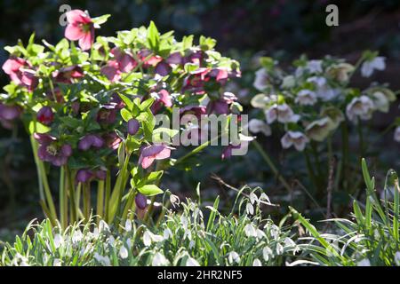 Sunny but cold weather in February, winter flowers illuminated in a London garden. Snowdrops and hellebores give interest to a late winter flowerbed. Stock Photo