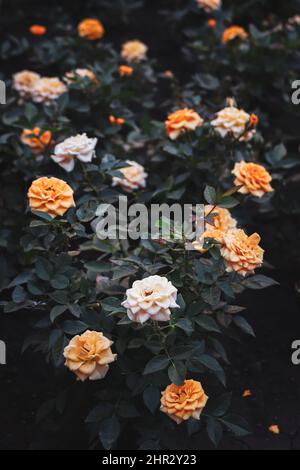 white & orange roses in garden Stock Photo - Alamy