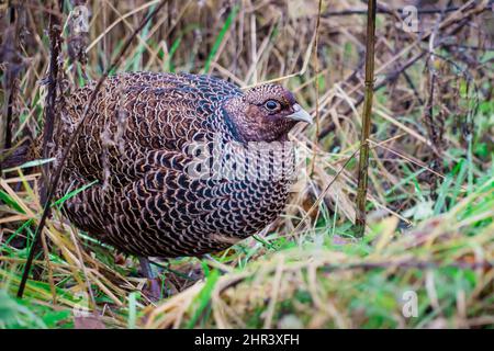 A dark female melanistic mutant common pheasant hen hidden in undergrowth Stock Photo