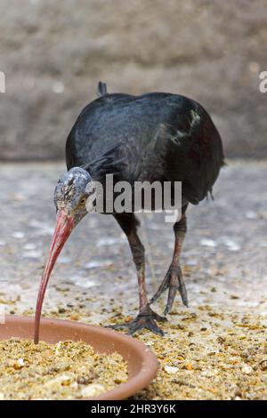 A vertical shot of a southern bald ibis eating food from the bowl Stock Photo