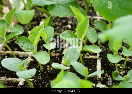 Young cucumber seedlings growing in a greenhouse environment. Stock Photo