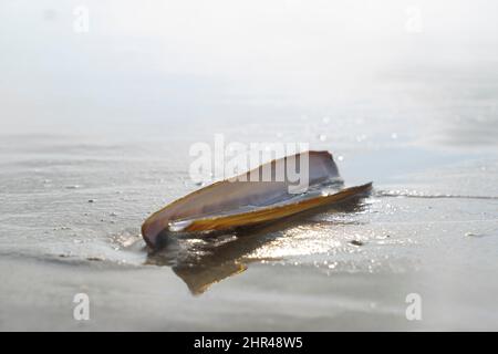 Razorshell Ensis arcuatus Stock Photo - Alamy