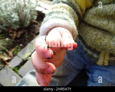 macro of a small child's fingers soiled with mud, with a cutout of the child and a plant with mud in the background Stock Photo