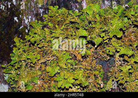 Lobaria pulmonaria (tree lungwort) is a large epiphytic lichen usually growing on the bark of broad-leaved trees in ancient forests. Stock Photo