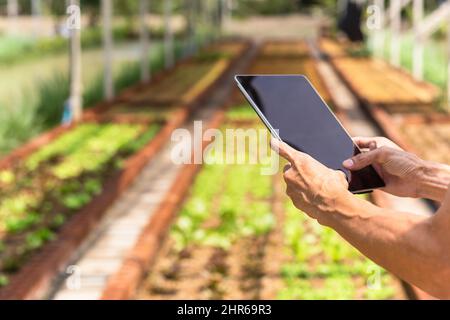 Asian farmer examining vegetable with tablet computer in hydroponic organic farm. Stock Photo