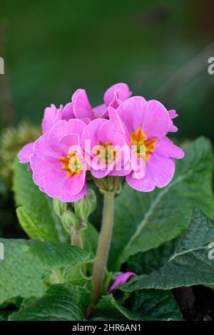 Primrose (Primula vulgaris) Flowers Oxfordshire England uk