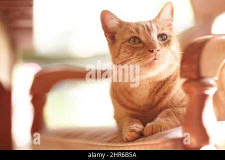 Just having some me time. An adorable ginger tabby sitting on a chair in the sunlight. Stock Photo
