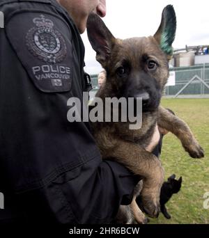 Two eight week old German Shepherd puppies are pictured at the Vancouver Police Department's canine facility in Vancouver, B.C. Thursday, April 3, 2014. The VPD introduced their two newest members to the public as they announced their third ever "Name the Puppy" Contest. THE CANADIAN PRESS/Jonathan Hayward Stock Photo