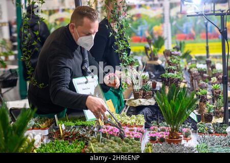 Magdeburg, Germany. 25th Feb, 2022. Marco Weihmann of the "Cactus Farm  Exotica" selects a cactus at