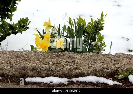 Bunch of Narcissus or Daffodil or Daffadowndilly bright yellow blooming flowers with dark green elongated leaves mixed with other flowers and plants Stock Photo