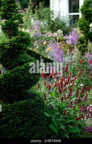 Persicaria amplexicaulis,red flower, flowers,late flowering, perennial,,taxus,yew tree,spiral,circular shape,shaped,clip,clipped,topiary,train,trained Stock Photo