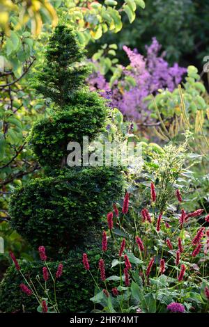 Persicaria amplexicaulis,red flower, flowers,late flowering, perennial,,taxus,yew tree,spiral,circular shape,shaped,clip,clipped,topiary,train,trained Stock Photo