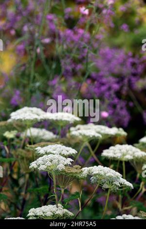 Selinum wallichianum,umbellifer,mixed planting combination,mixed border,mixed bed,garden,gardens,RM Floral Stock Photo