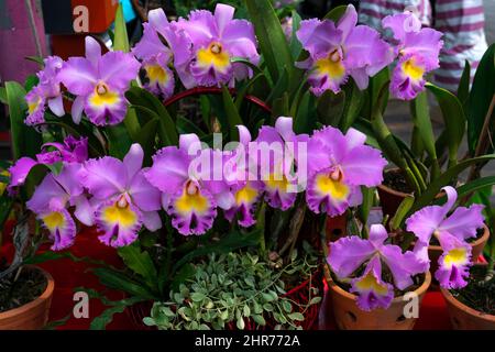 Pink cattleya flowers,Isolated pink color flowers blooming bouquet. Wild cattleya orchid plant growing in pot for home care. Stock Photo