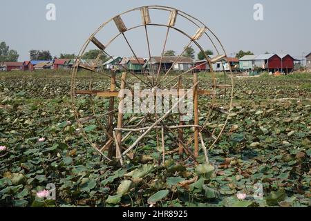 Lotus (lotos, nelumbo) farm with water wheel, Siem Reap, Cambodia Stock Photo