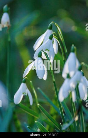 Snowdrops, the sign of spring. Stock Photo