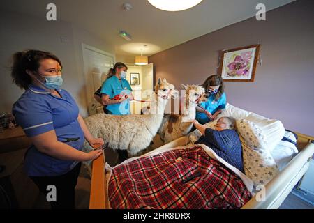 Residents at the Oaks Care Home in Newtown, Powys, receive a visit from two alpacas for therapeutic value. Picture date: Friday February 25, 2022. Stock Photo