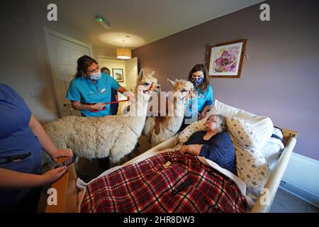 Residents at the Oaks Care Home in Newtown, Powys, receive a visit from two alpacas for therapeutic value. Picture date: Friday February 25, 2022. Stock Photo