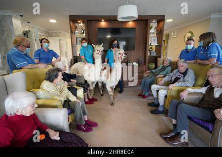 Residents at the Oaks Care Home in Newtown, Powys, receive a visit from two alpacas for therapeutic value. Picture date: Friday February 25, 2022. Stock Photo