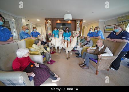 Residents at the Oaks Care Home in Newtown, Powys, receive a visit from two alpacas for therapeutic value. Picture date: Friday February 25, 2022. Stock Photo