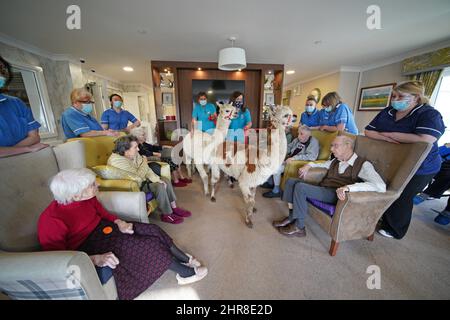 Residents at the Oaks Care Home in Newtown, Powys, receive a visit from two alpacas for therapeutic value. Picture date: Friday February 25, 2022. Stock Photo