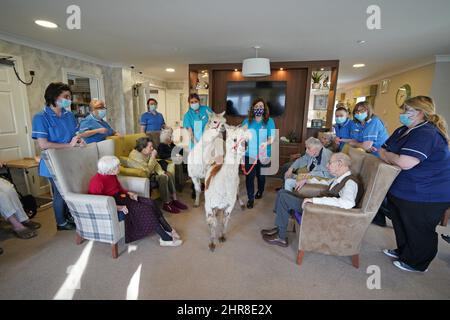 Residents at the Oaks Care Home in Newtown, Powys, receive a visit from two alpacas for therapeutic value. Picture date: Friday February 25, 2022. Stock Photo