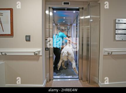 Two alpacas use a lift to visit residents at the Oaks Care Home in Newtown, Powys. Picture date: Friday February 25, 2022. Stock Photo