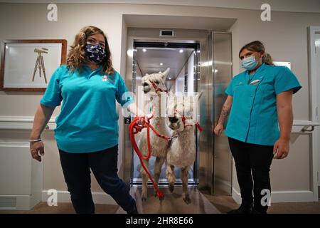 Sarah Tickle (left) and Isabelle Titley guide two alpacas out of a lift to visit residents at the Oaks Care Home in Newtown, Powys. Picture date: Friday February 25, 2022. Stock Photo