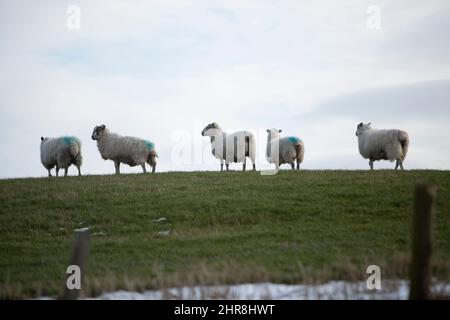 Pentland, Scotland. UK. 25th Feb, 2022. Weather in Pentland after a sunny day. Scotland. Pictured: Sheep's relaxing in the field in the Pentland. Scotland Pic Credit: Pako Mera/Alamy Live News Stock Photo