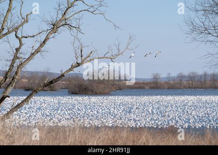 Landscape of large flock of Snow Geese on Lake at Middle Creek Wildlife Management Area. Stock Photo