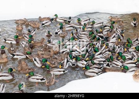 A lot of ducks and drakes are in a river water with snowy coasts on a winter day Stock Photo