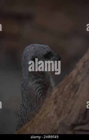 A Meerkat (Suricata suricatta) / small mongoose in its disticntive standing posture, quizzically looking around at its surroundings. Stock Photo