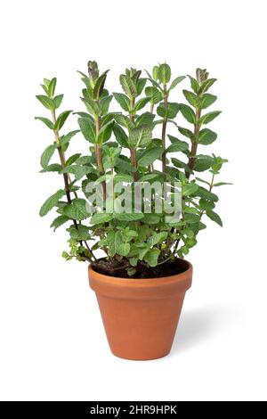 Single ceramic brown pot with fresh green mint isolated on white background Stock Photo
