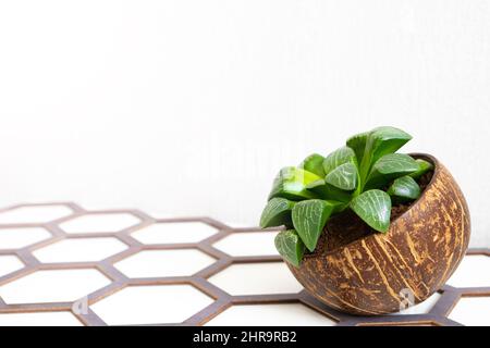 Houseplant succulent in pot of half coconut on white background, close up, copy space. Wooden decor in form of hexagons, honeycombs. Haworthia Cooperi Stock Photo