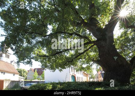 Holm oak (Quercus ilex) as a natural monument in Hattersheim, sunbeams, Hesse, Germany Stock Photo