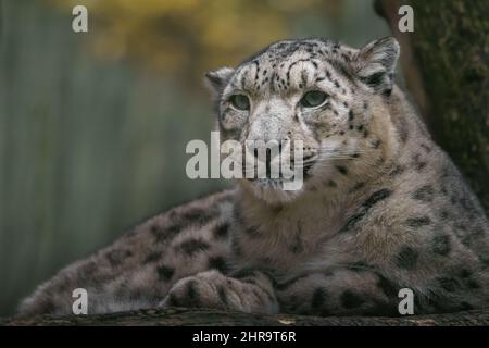 Snow Leopard Stock Photo Alamy