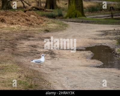 Black headed gull in moult in Richmond Park London. A long way from the sea. Stock Photo