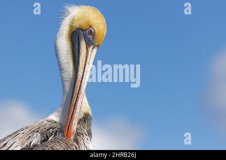 Close-up Portrait of an Adult Brown Pelican Preening His Feathers. Stock Photo