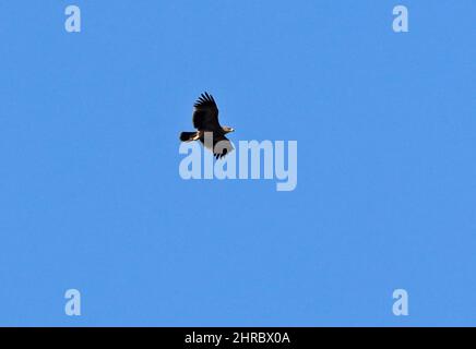 Eastern Imperial Eagle (Aquila heliaca) immature in flight Oman                         December Stock Photo