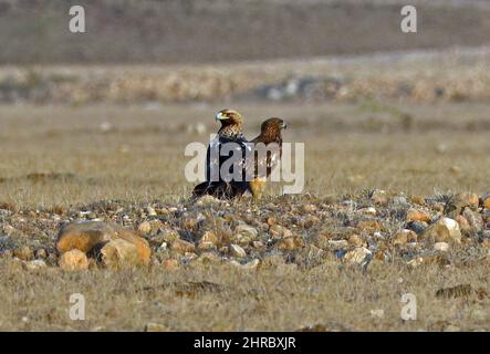 Eastern Imperial Eagle (Aquila heliaca)and Steppe Eagle (Aquila nipalensis) standing on rocky ground Oman                         December Stock Photo