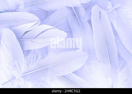 Beautiful violet color feathers background Stock Photo