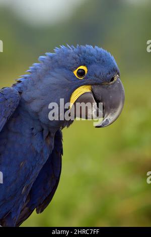 Close-up portrait of a blue hyacinth macaw, Indonesia Stock Photo