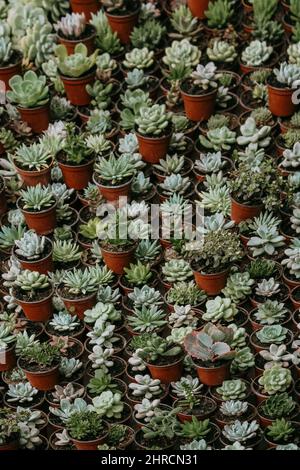 Vertical shot of different types of succulent plants in pots sorted in rows and on each other Stock Photo