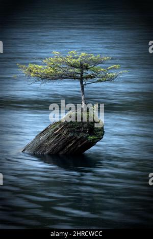 Fairy Lake small Tree in Port Renfrew, BC Canada Stock Photo
