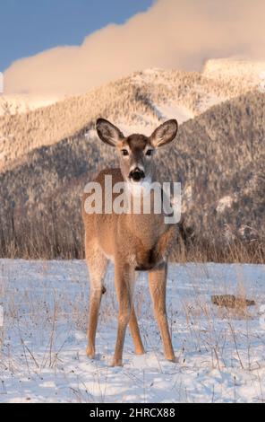 Whitetail Deer, Montana Stock Photo